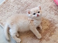 Cy 12 dişi yavru british shorthair