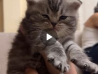 3 ADET KEDİMİZİ SÜTTEN KESİLDİĞİ ANDA VERECEĞİM