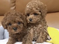Safkan Toy Poodle Yavrular
