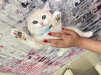 British shorthair dişi