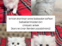 BRİTİSH ANNE BABADAN SAFKAN YAVRULAR