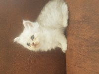 2 aylık british longhair yavrular yuva beklemektedir