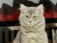 4 aylık sağlıklı ve uysal kedimiz sahiplendirilecektir