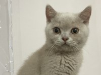 Detaylı bilgi için arayın british shorthair