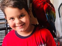 Kırmızı macaw papağanı