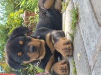 A Kalite Rottweiler