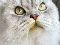 Erkek british longhair sahiplendirilecektir