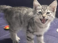 3 aylık gri erkek kedimiz yuvasını arıyor