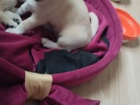 Pomeranian alman spitz