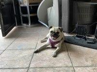 18 aylık dost canlısı pug