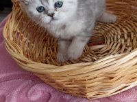 British yavru british shorthair kediler sahiplerini arıyor