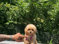 Dişi ve erkek poodle mevcuttur hepsi de safkan