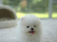 ORJİNAL POMERANİAN BOO