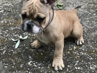 3 aylık erkek french bulldog