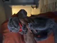 scottish fold şekerler