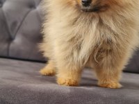 Mikro Pomeranian Bardak Boy