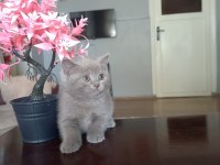 British Shorthair Yavru Kediler