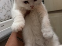 Tuvalet eğitimi oyuncu yavru scottish fold