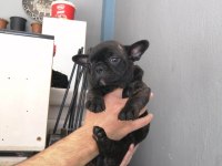 French bulldog 2 aylık bebekler
