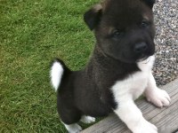 Akita Inu Bebeklerim