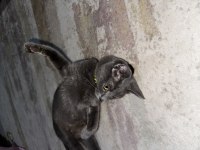 1 yaşında russian blue dişi