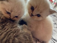 British shorthair şeker parem