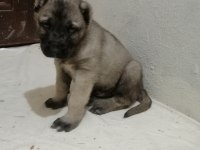 Panterlerin kralı kangallarımız