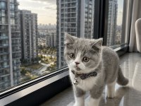 British Shorthair Bicolor