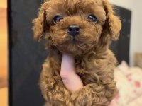 KORE KAN POODLE BEBEKLER
