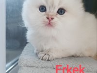 British Longhair erkek
