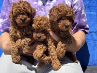 Petmode köpek çiftliğinden toy poodle yavrularımız