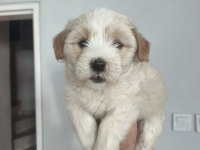 Maltipoo bebekleri