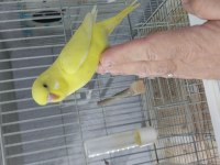 30 günlük bebek muhabbet kuşları