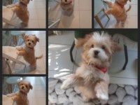 Maltipoo 6 aylık yavru