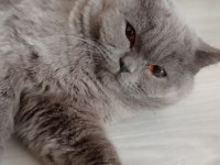 British shorthair erkek yavrumuz