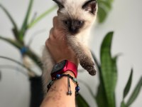 Blue point british shorthair yavru yeni yuva arıyor