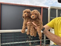 Redbrown kore toy poodle yavrularmız