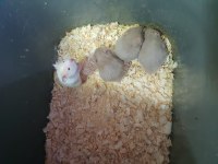 Yavru hamster