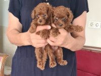 Kore Kan Teacup Poodle Yavrular