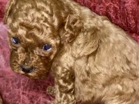Toy Poodle Yavrular