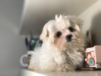 En Özel Kore Kan Tea Cup Maltese Terrier Yavrularımız