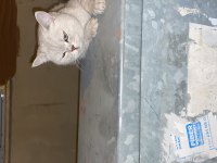 KAYİP KEDİ MANİSA YUNUSEMRE