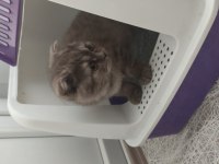 4 aylık eğitimli gri panter scottish fold