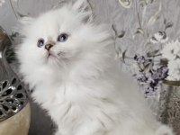 British Longhair Kediler
