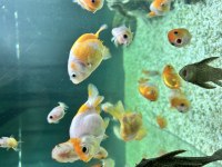 RANCHU JAPON BALIKLAR