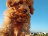 Yumak Yumak Maltipoo Yavru