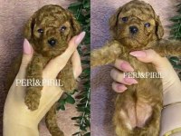 Toy Poodle Bebekler