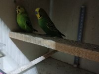 Yavru ve anaçlar mevcut