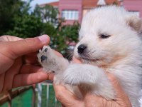 SAFKAN SİYAH-BEYAZ PATİ SAMOYED