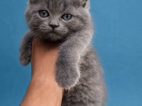 2 Aylık Tuvalet Eğitimli British Shorthair